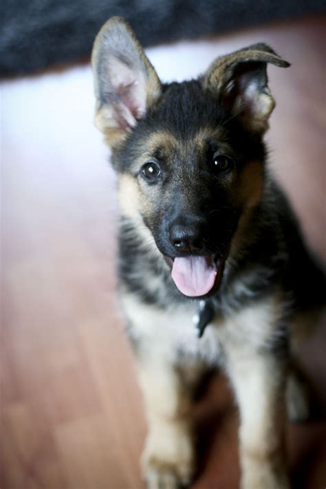 How do i grow my german shepherd puppy slowly by only using orijen products? Growing Up Dunder | Just another WordPress.com site | Page 3