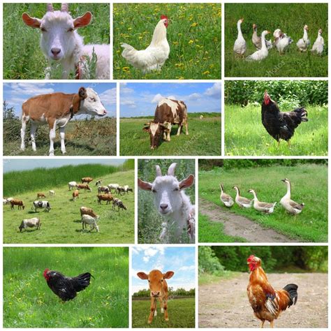 Farm Animals And Birds Collage — Stock Photo © Olenka 2008 4724126