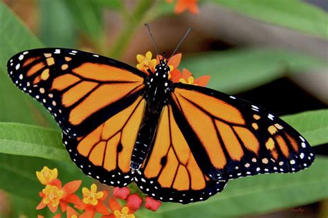 Monarch Butterfly Photography