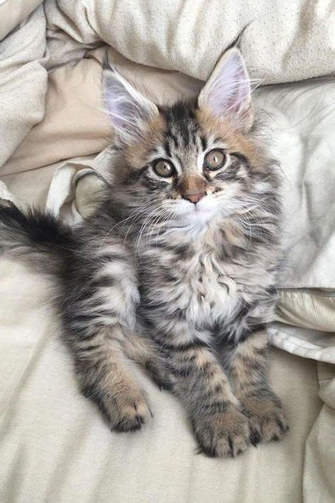 I Love Maine Coon Cats