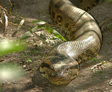 Anacondas On A Plane Nope Just In The Amazon Critter Science