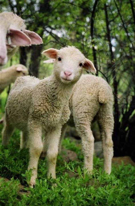 31 Fuzzy Little Lamb Pictures To Brighten The Day Too