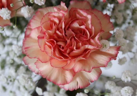 Flower Peach Carnation Petals Free Photo On Pixabay Pixabay