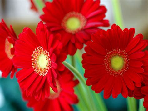 Red Flower Weneedfun