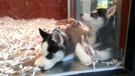 Thank you your site is the greatest. Cute Siberian Husky Puppies at Pet Store - YouTube