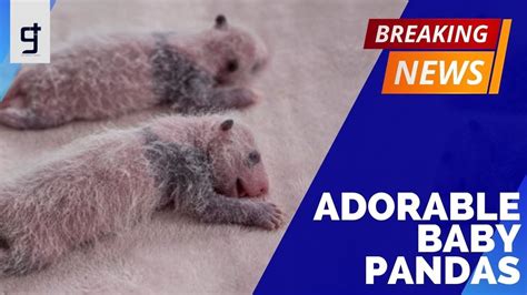 Zoo Releases Pictures Of Adorable Tiny Baby Pandas Youtube