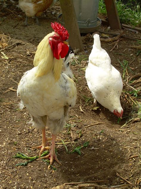 Maybe you would like to learn more about one of these? Things to Do at Luscher Farm | City of Lake Oswego