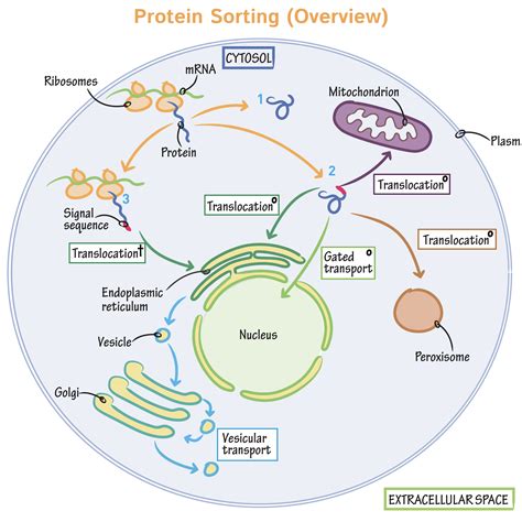 Where Are Cell Proteins Made