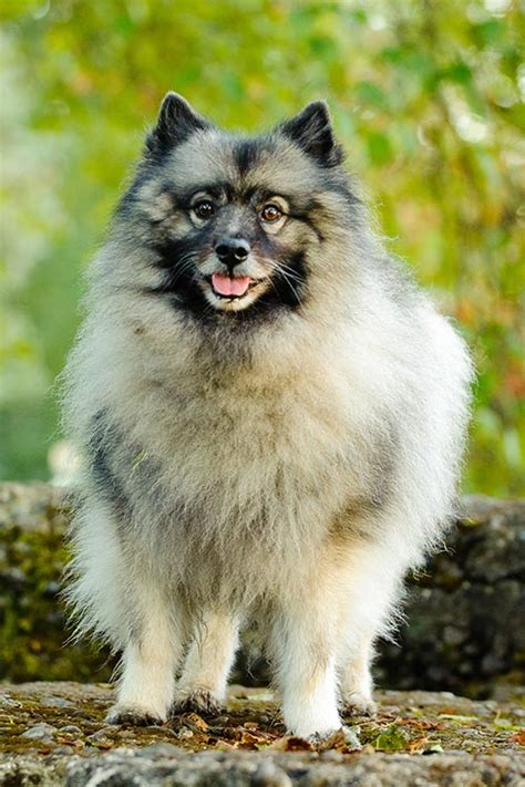 Keeshond Dog Breed Information