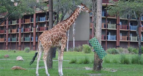 Animal Kingdom Lodge See A Safari Right Outside Your Window