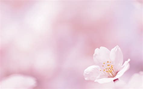 Free for your commercial project. Spring Flowers Pics - Wallpaper, High Definition, High ...