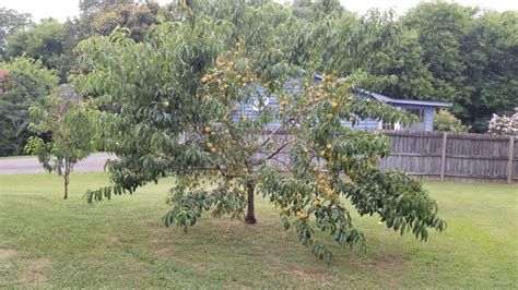 Elberta Peach Tree Harvest Youtube