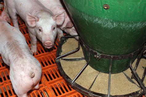 The Complete Pig Feeding Guide From Wean To Finish