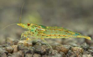 Amano Shrimp Care Lifespan Breeding Algae Eating