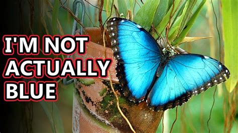 Morpho Facts A Not So Blue Butterfly Animal Fact Files Youtube