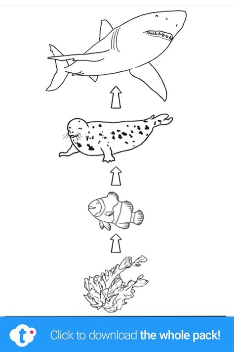 This Ocean Food Chain Colouring Sheet Is A Great Way To Engage Your