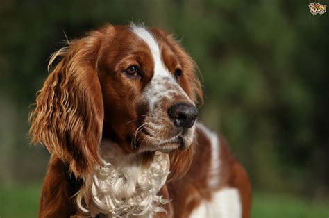 Spaniel Breeds Native To The Uk Pets4homes