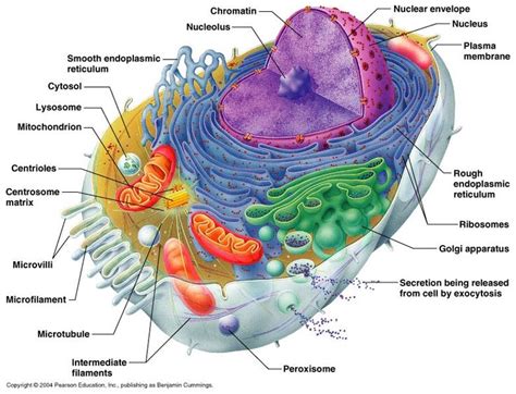 The Structure Of An Animal Cell