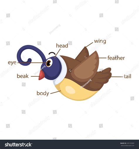illustration  bird vocabulary part  body vector