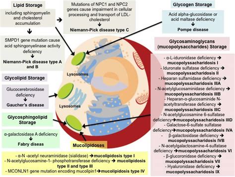 Lysosomal Storage Disease Types List Causes Symptoms And Treatment