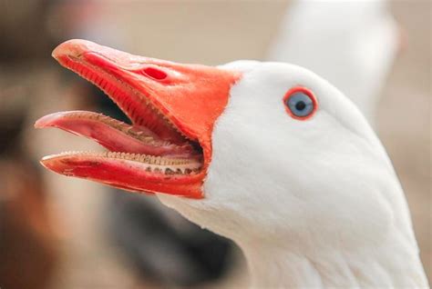The Inside Of A Gooses Mouth Deadly Animals Funny Animal Memes