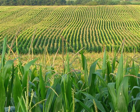 Corn Field Flickr Photo Sharing