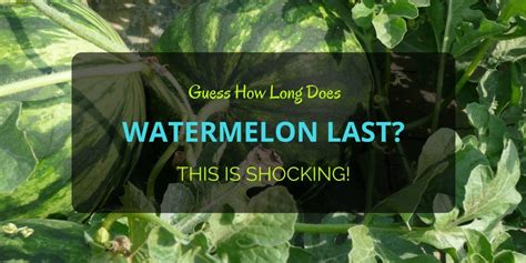 How long does cut watermelon last in the fridge? Guess How Long Does Watermelon Last? This Is Shocking!