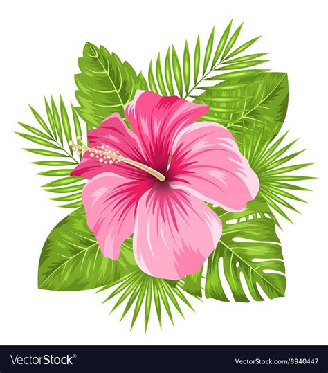 Beautiful Pink Hibiscus Flowers Blossom And Vector Image Dessin