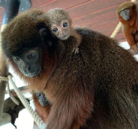 Coppery Titi Monkey Baby Born Colchester Zoo