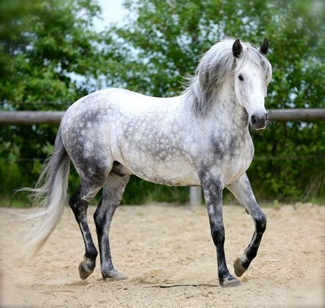 Dapple Gray Horse Facts With Pictures