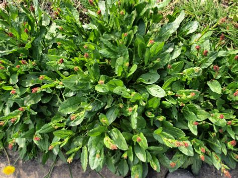 Raw Edible Plants Common Sorrel Rumex Acetosa