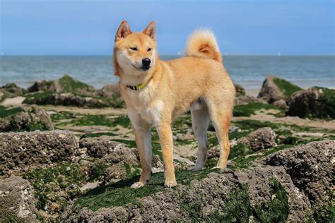Shiba Inu Dog Breed Characteristics And Care