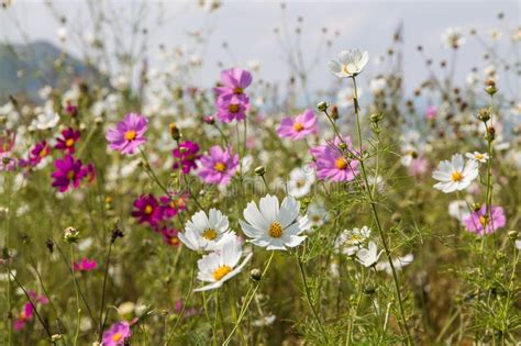 A Field Of Wild Cosmos Flowers With Mixed Colors Stock Photo Image Of