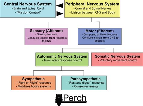 Information conveyed through the nervous system moves along networks of cells called neurons. Nervous System Autoregulation and VBT - Perch