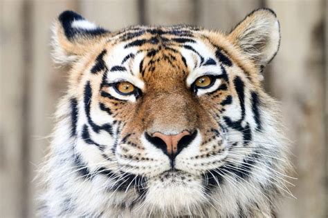 The Most Endangered Tigers In The World Readers Digest