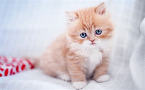 Wallpaper Furry Kitten Cat Baby 1920x1200 Hd Picture Image