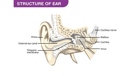 How Do We Hear Sound Through The Ear