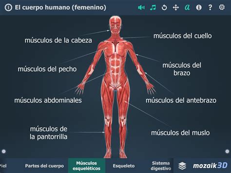 El Cuerpo Humano Femenino En 3d Educativo For Android Apk Download Images And Photos Finder