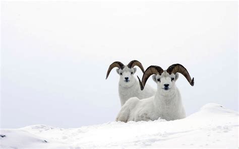 Mountain Sheep In The Snow Wallpapers And Images Wallpapers Pictures