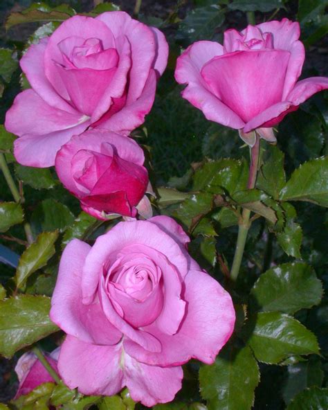 ‘barbra Streisand Hybrid Tea Rose Tom Carruth 2001 © Cap001