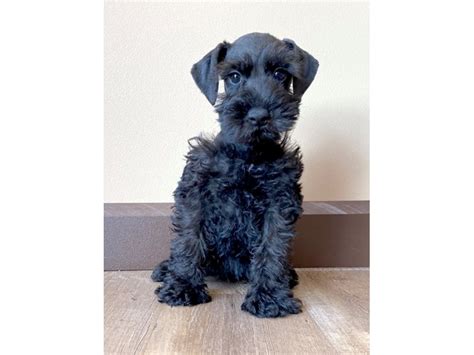 Miniature Schnauzer Dog Female Black 2775919 Petland Pickerington