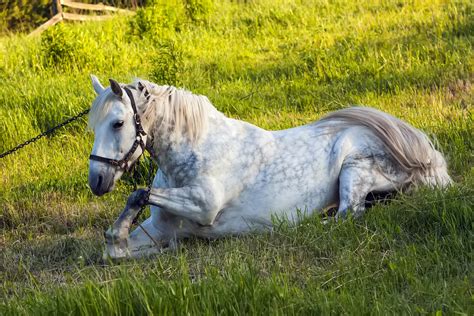 Combined Immunodeficiency Disease In Horses Symptoms Causes