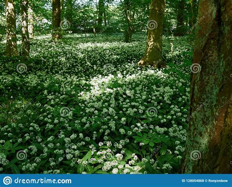 Beautiful Wild White Spring Summer Flowers In The Forest