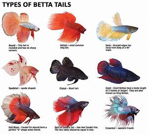 Bettas Can Have Great Variety In Their Type Betta Fish Types