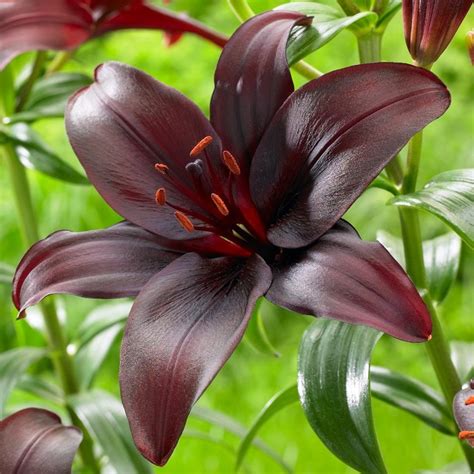 Buy Asiatic Lily Bulb Lilium Dimension £24 Delivery By Crocus