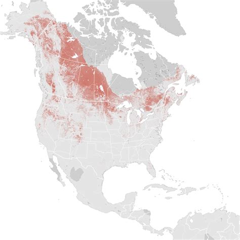 Ring Necked Duck Abundance Map Breeding Ebird Status And Trends