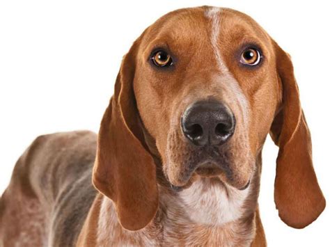 Everything About Your American English Coonhound Luv My Dogs