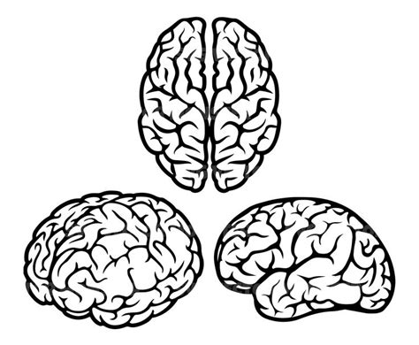 Human Brain Svg Bundle Different Angles Of Brain Mind Svg Etsy