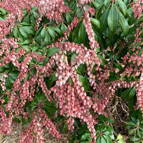 Pieris Japonica Dorothy Wycoff