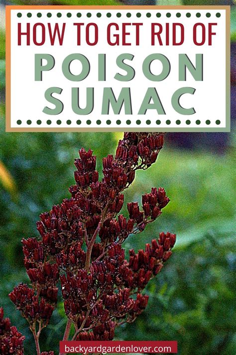 How to get rid of an allergic reaction on the face. Pin on Garden Pests And Diseases